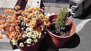 「私のプチ自慢」