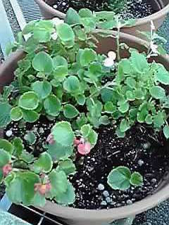 「私のプチ自慢」