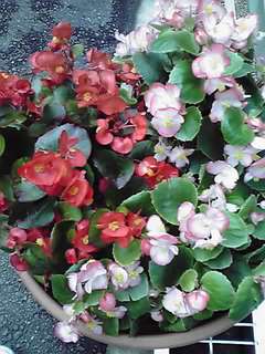 「私のプチ自慢」