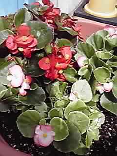 「私のプチ自慢」