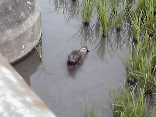 うらやましい～