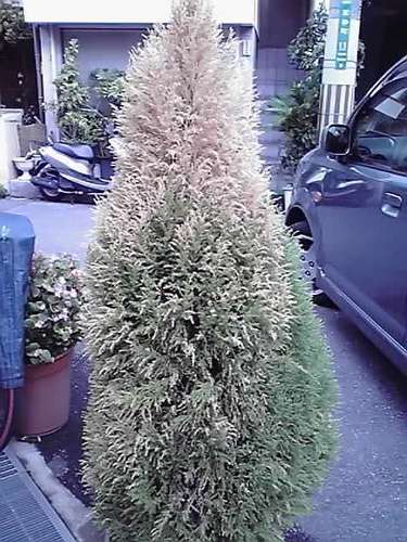 危うし ! ! 我が家のイルミネーション