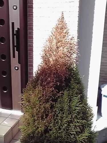 危うし ! ! 我が家のイルミネーション