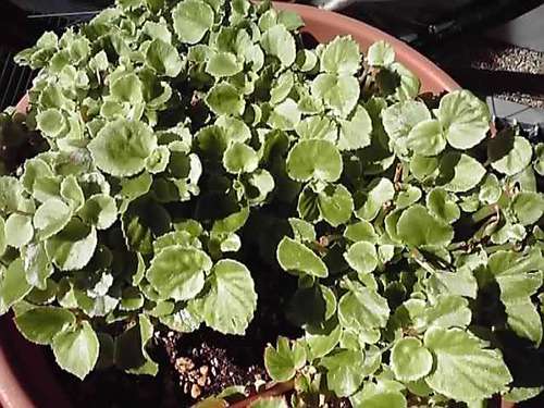 危うし ! ! 我が家のイルミネーション