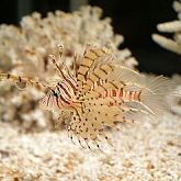 ライオン　フィッシュ