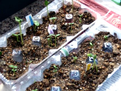 目指せ　植物園！