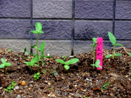 目指せ　植物園！ 2