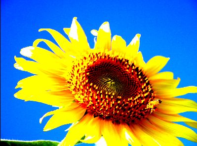 目指せ　植物園！ 2