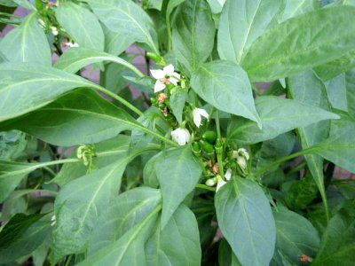 目指せ植物園！4 < 謎の植物編 >