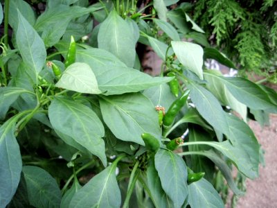 目指せ植物園！4 < 謎の植物編 >