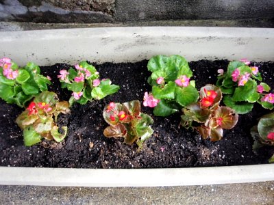 目指せ植物園！4 < 謎の植物編 >