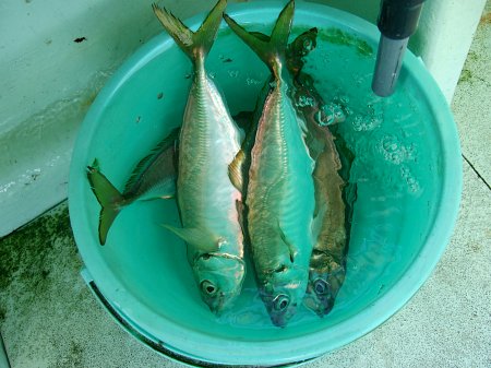 釣りバカ日誌 （五目釣り編）