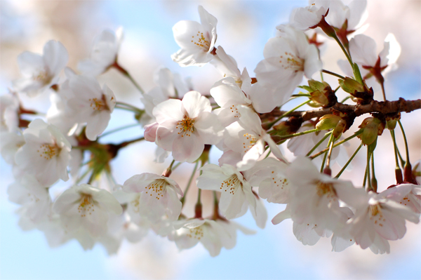 春です♪ 桜です♪ ゴールデンウィークです♪