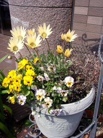 petit　printemps