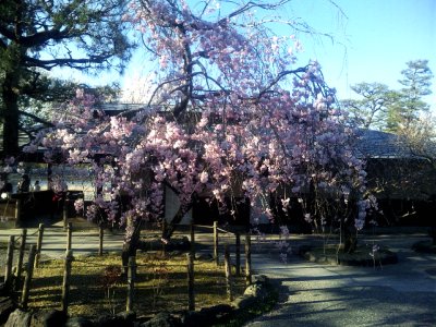 日帰りドライブ　＜京都・嵐山編＞