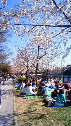 桜　咲いてます ♪