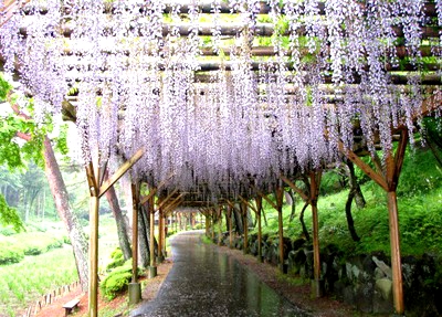 桜の次はこの花？