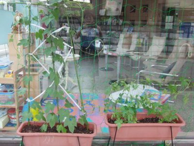 グリーンカーテン