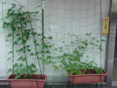 グリーンカーテン　2