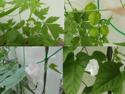 グリーンカーテン　2