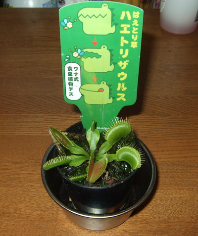 はえとり草
