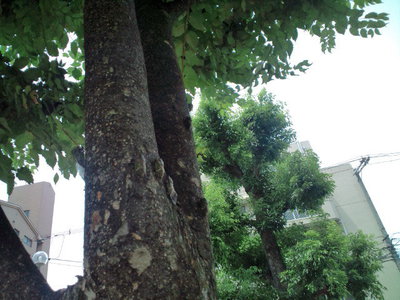 夏・・・ですね。