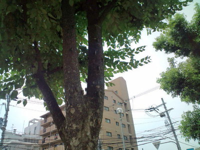 夏・・・ですね。