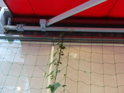 グリーン・カーテン　3