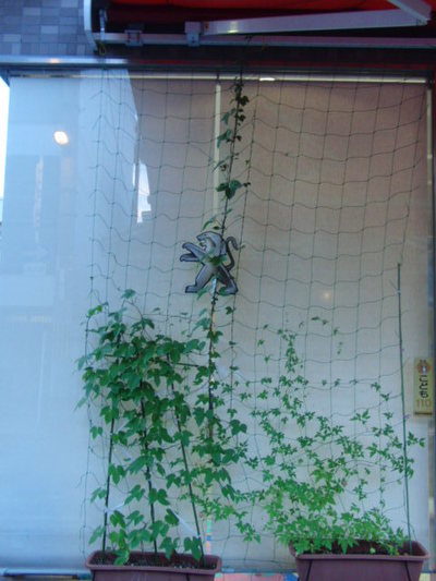 グリーン・カーテン　3