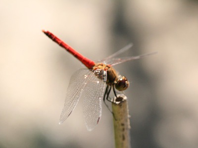 秋をみつけました