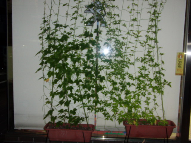 グリーンカーテンFINAL