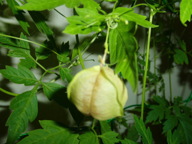 グリーンカーテンFINAL