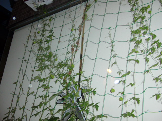 グリーンカーテンFINAL