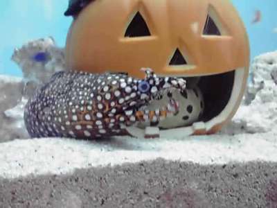 こんな所にも「ハロウィン」が・・・