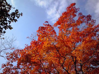 紅葉狩り