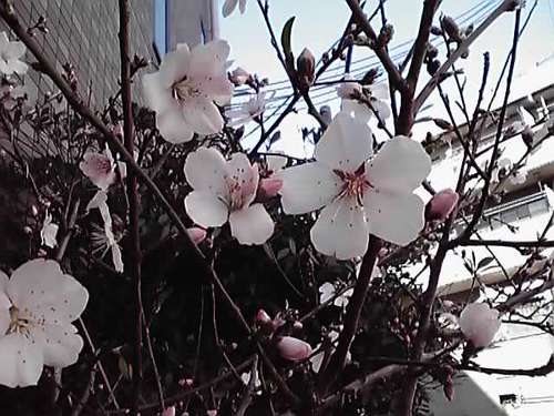 もう春ですよ～
