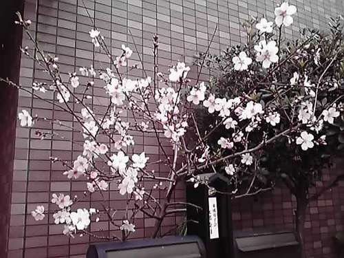 もう春ですよ～
