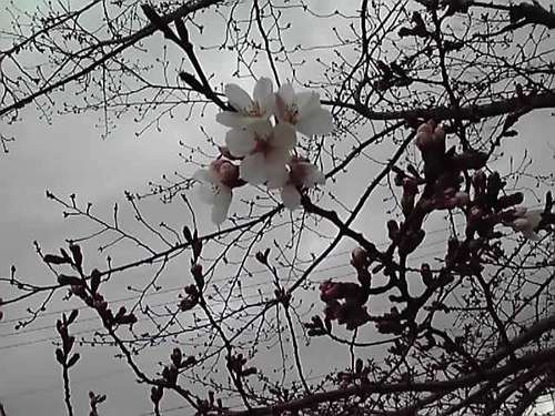 もう春ですよ～