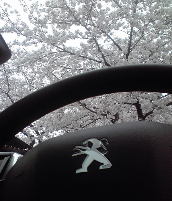 さくら満開です!!