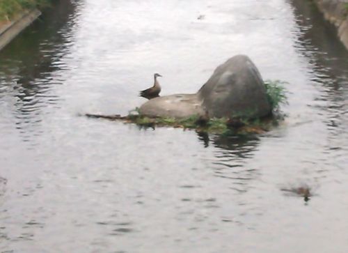 カモ･･･その後