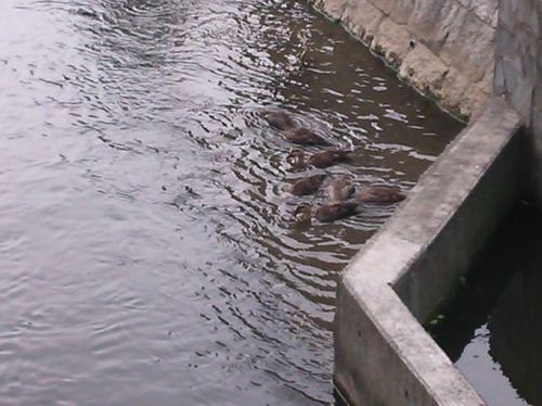 カモ･･･その後