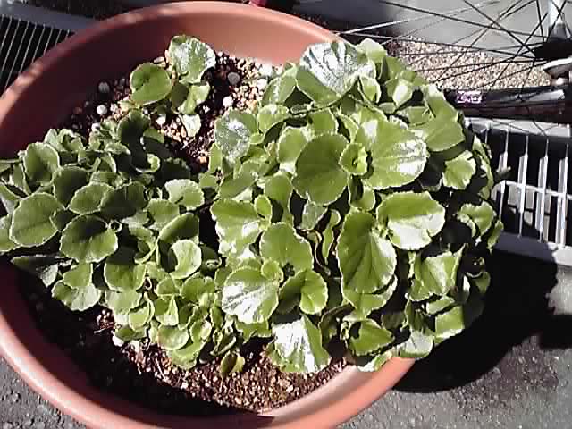 かわいいベゴニア