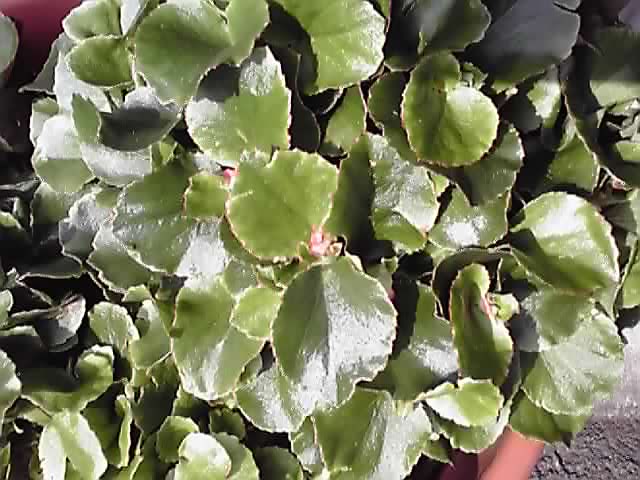 かわいいベゴニア