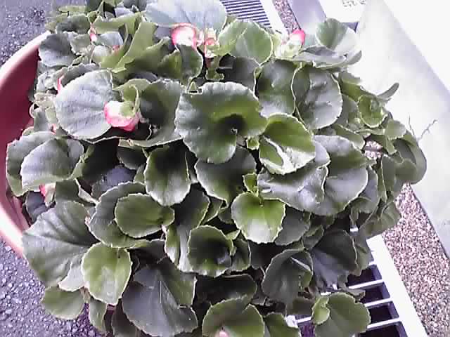 かわいいベゴニア