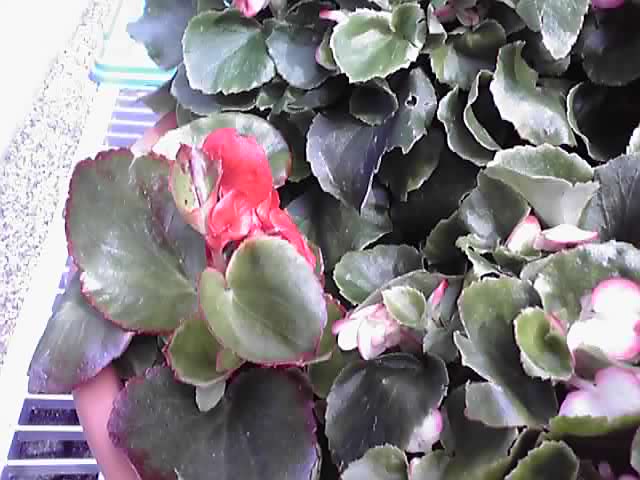 かわいいベゴニア