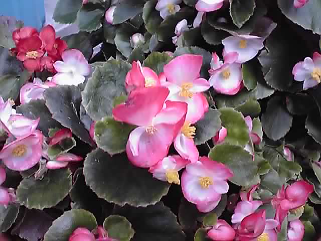 かわいいベゴニア