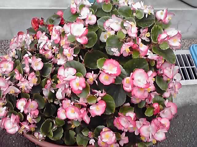 かわいいベゴニア