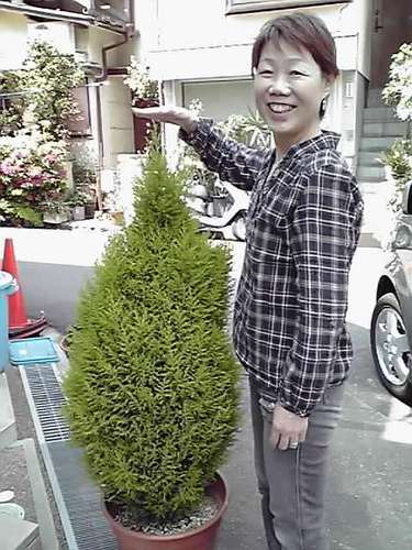 危うし ! ! 我が家のイルミネーション