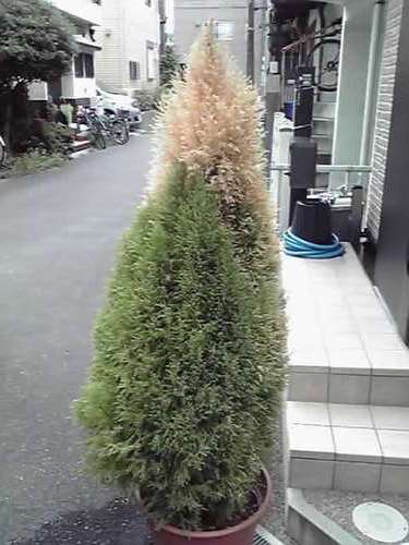 危うし ! ! 我が家のイルミネーション