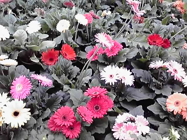 フラワーアート